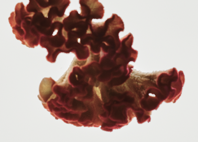 Mold Detox: How to Recover After Mold Exposure